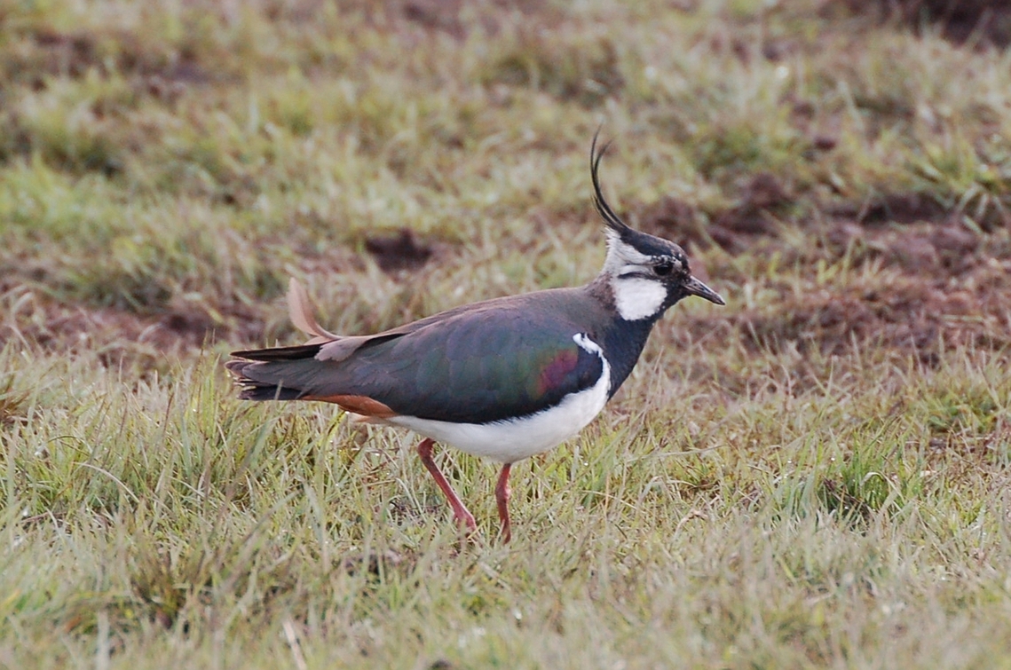 avocet