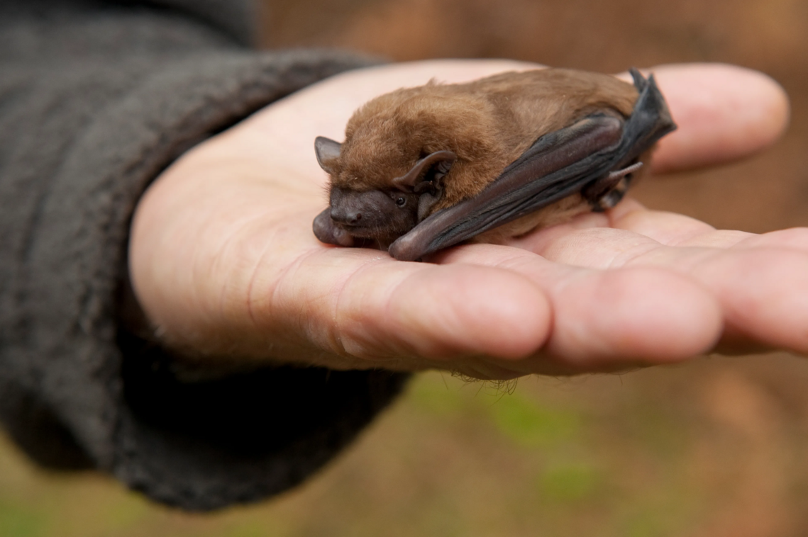 Noctule bat