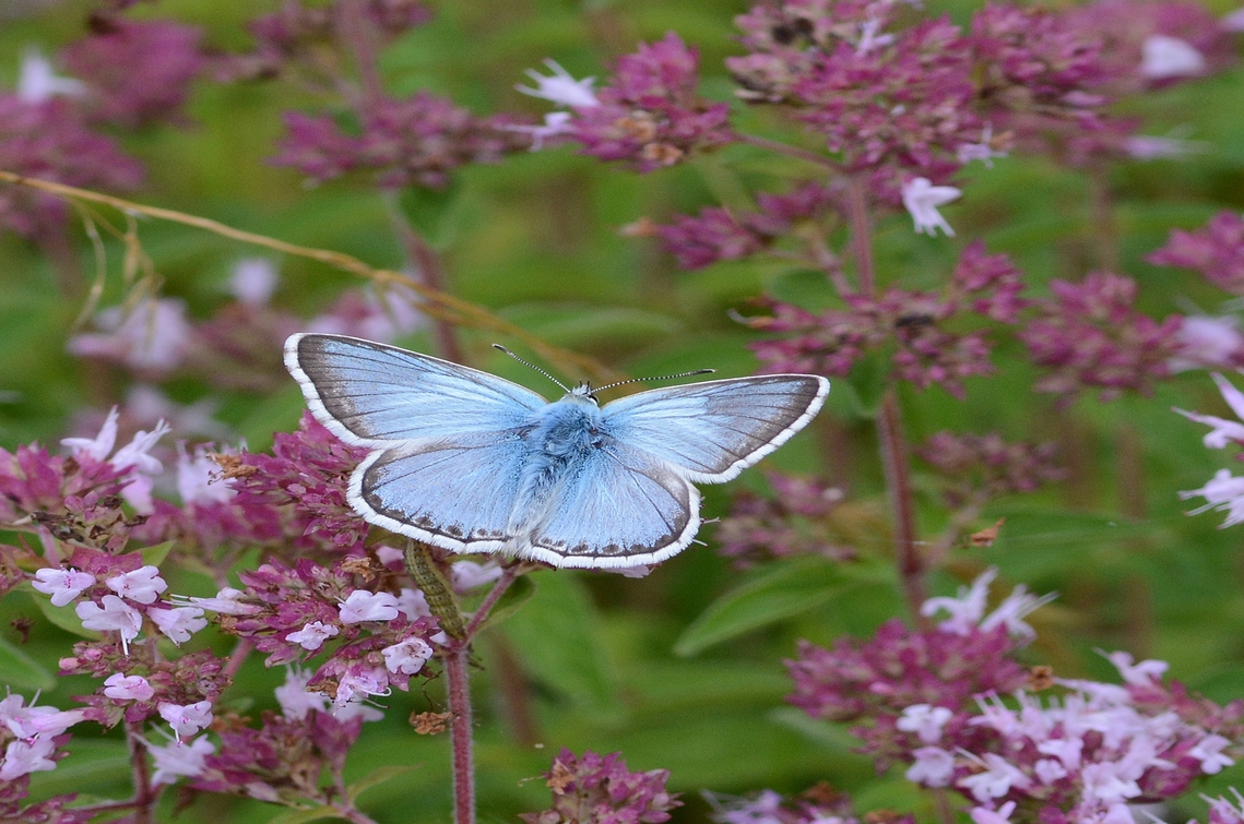 Chalkhill blue