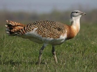 bustard