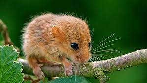 dormouse