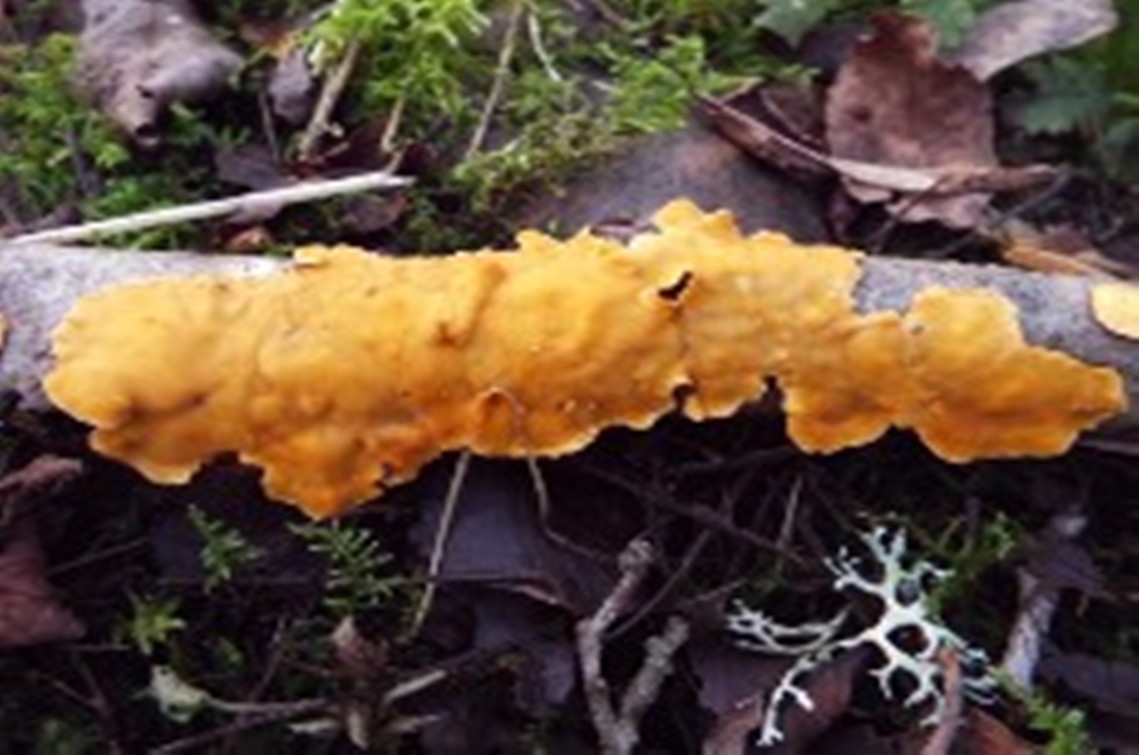 fungus