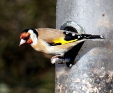 Goldfinch