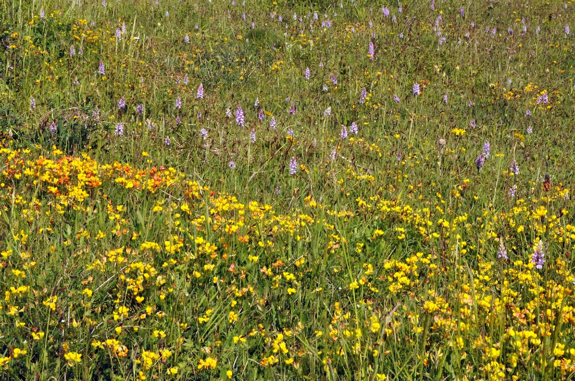 grassland