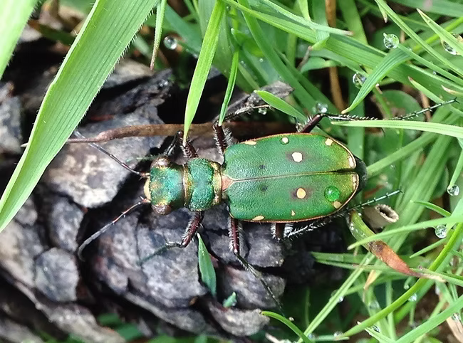 green tiger beetle