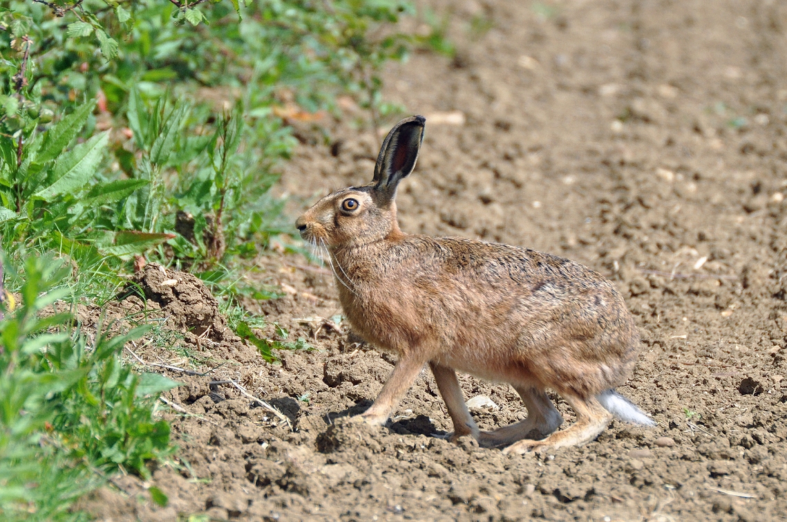hare