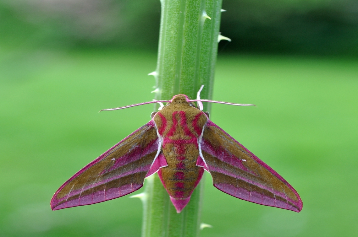 hawkmoth