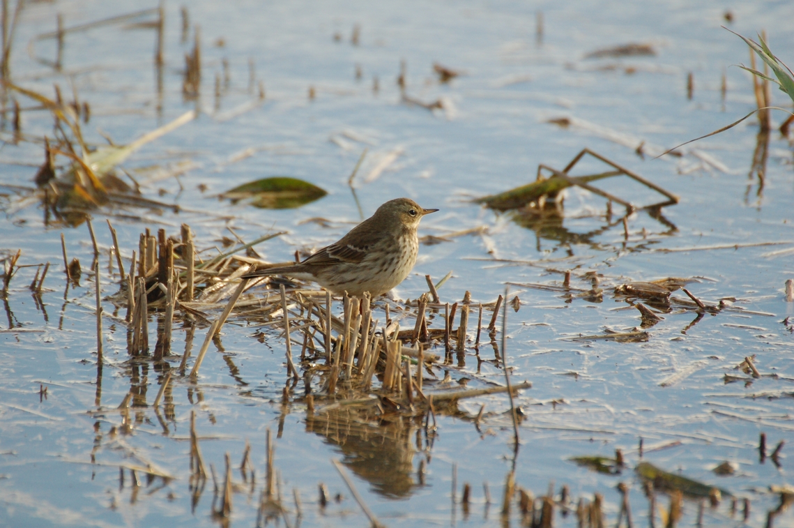 Meadow Pipit on floods