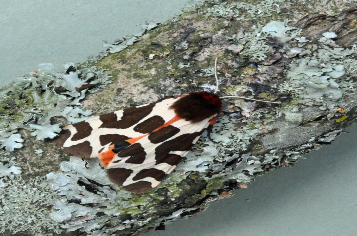 garden tiger moth