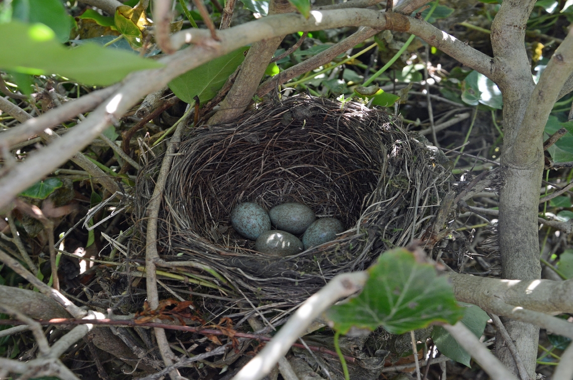 nest