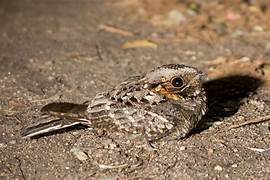 nightjar