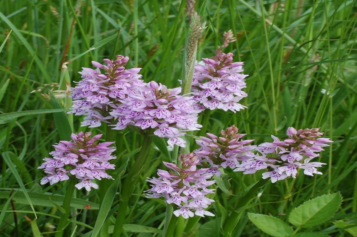 orchids