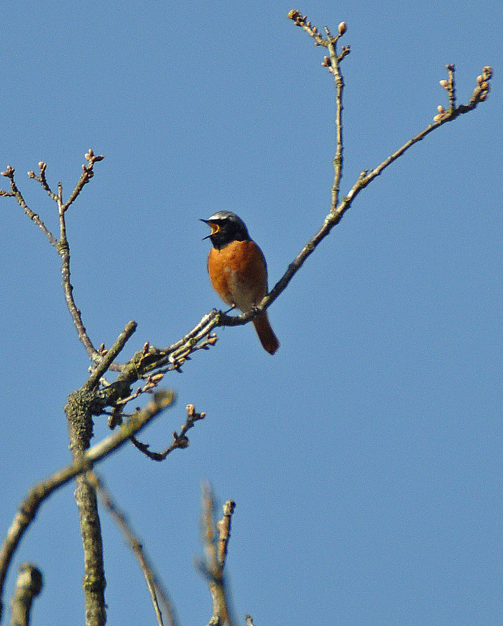 Redstart