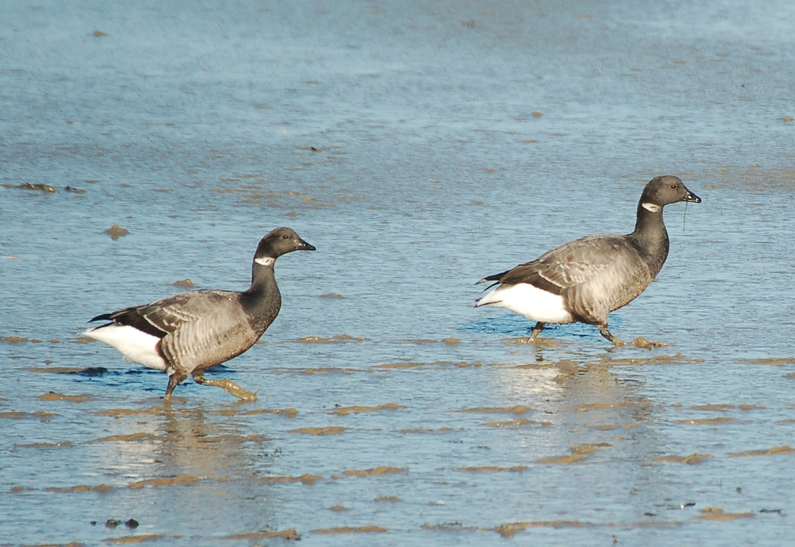 Two brent geese