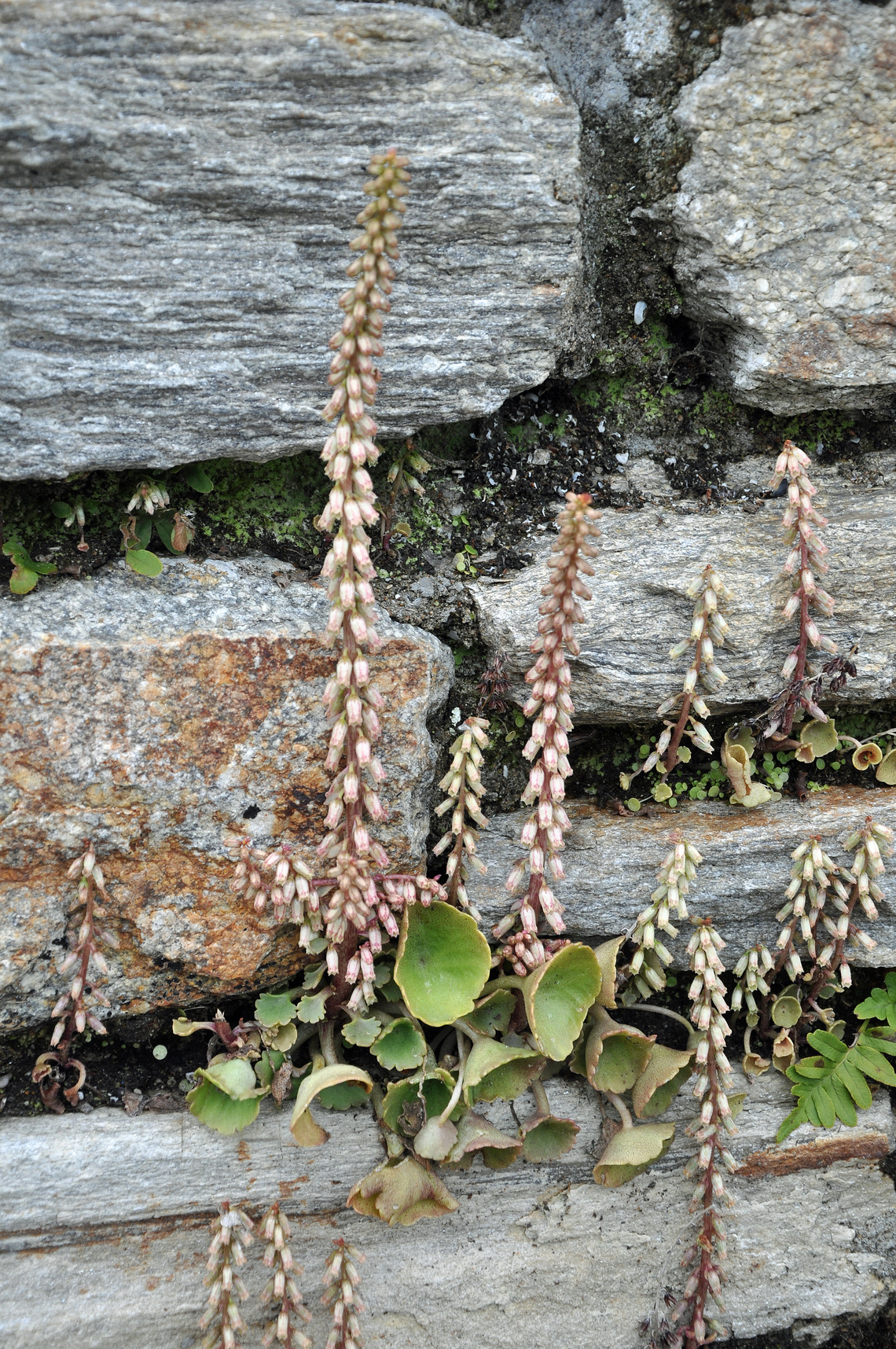 wall pennywort