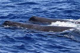 whale