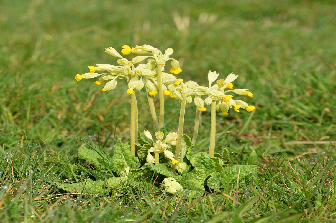 cowslip