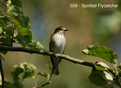 026 - Spotted  flycatcher