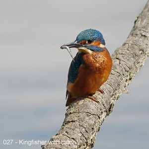027 - Kingfisher with catch