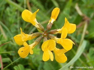 084 - Horseshoe Vetch