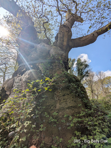 085 - Big Belly Oak