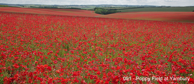 091 - Poppy Field at Yarnbury