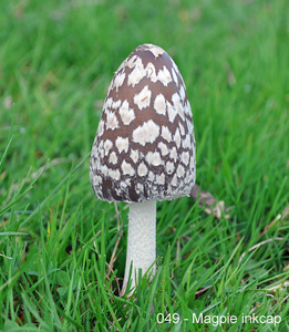 049 - Magpie inkcap - Coprinopsis picacea