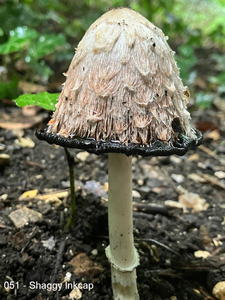 051 Shaggy Ink Cap 
