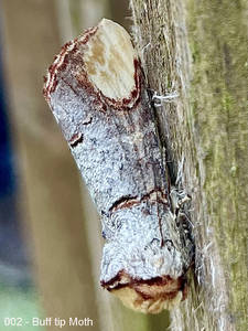 002 - Buff tip Moth