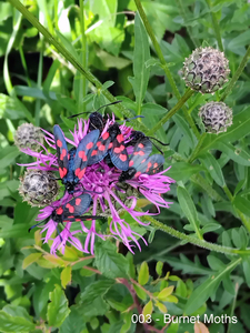 003 - Burnet Moths on Knapweeed