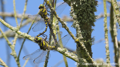 006 - Golden Ringed Dragonflies