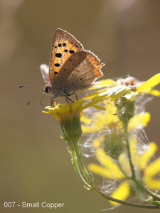 007 - Small Copper