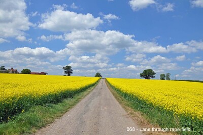 068 - Lane through rape field