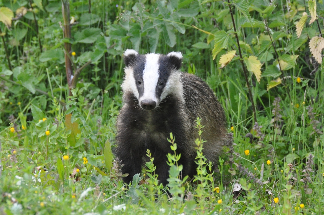 Badger