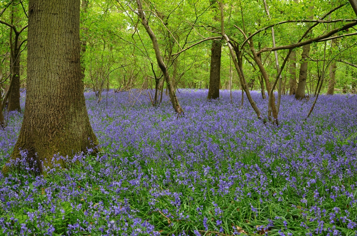 bluebells