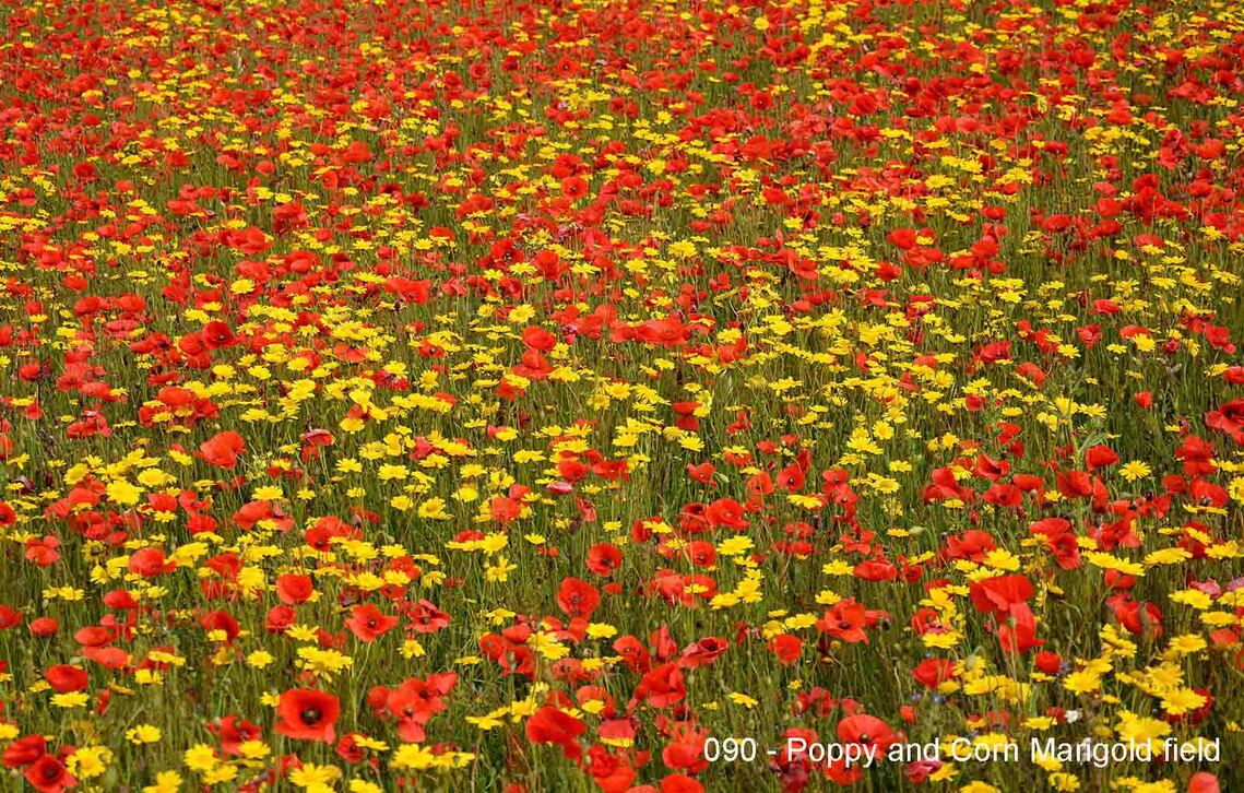 Poppy and Corn Marigolds by Peter Thompson