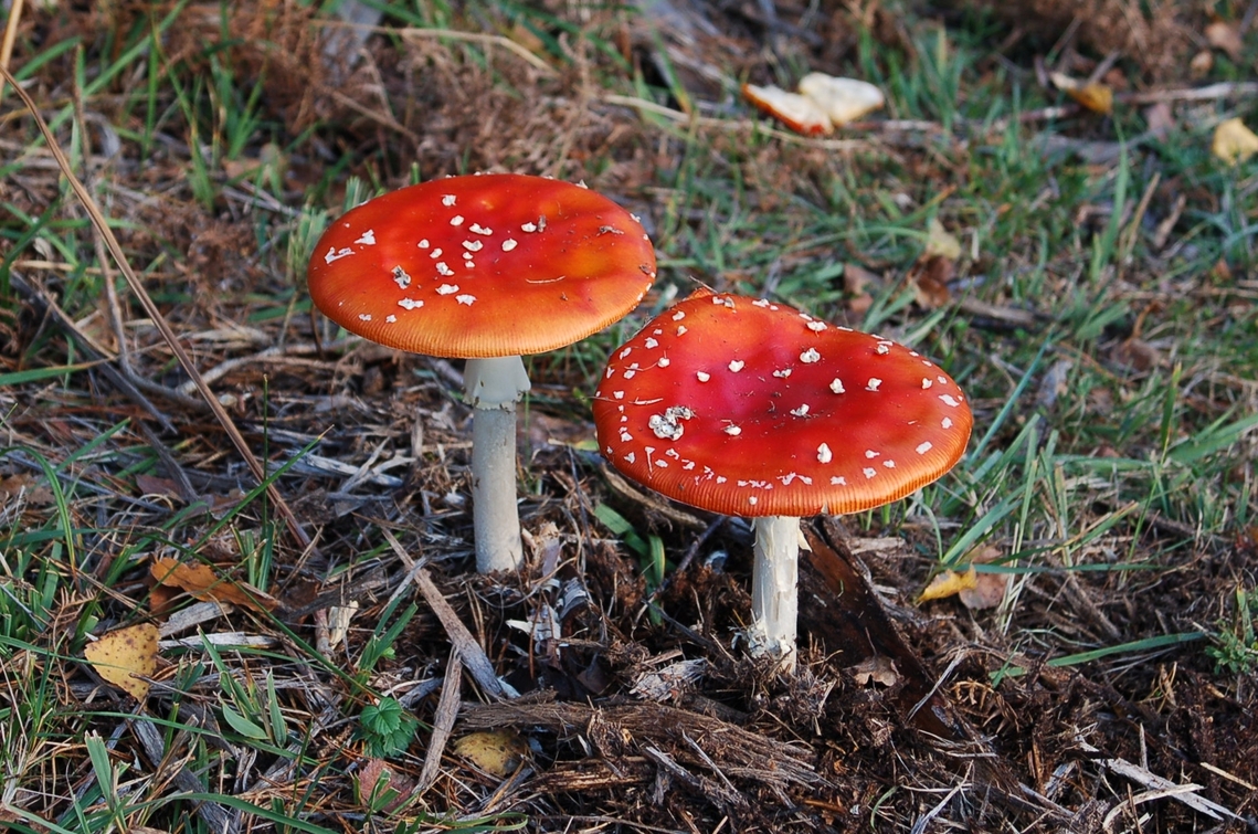 fly agaric