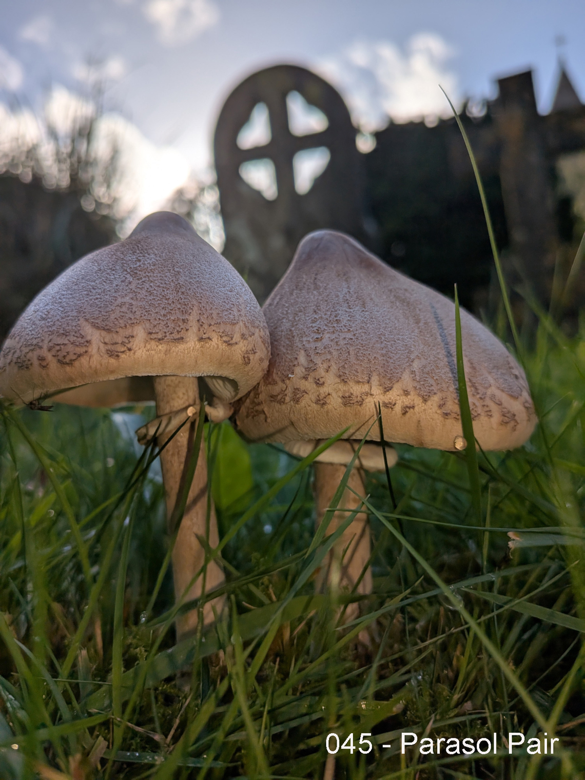 Parasol Pair by Kat Bennet