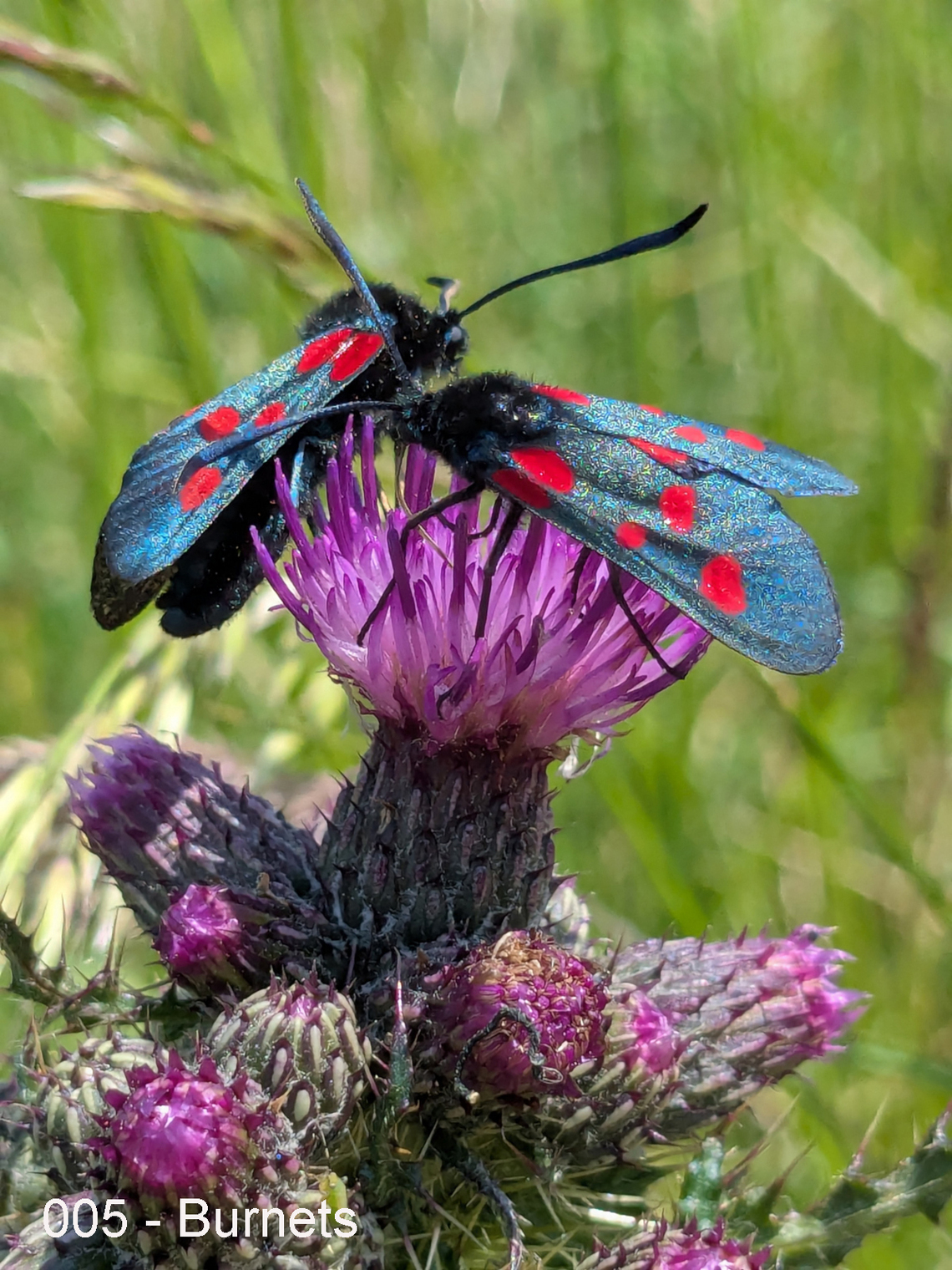 Burnets by Kat Bennett (also overall winner)