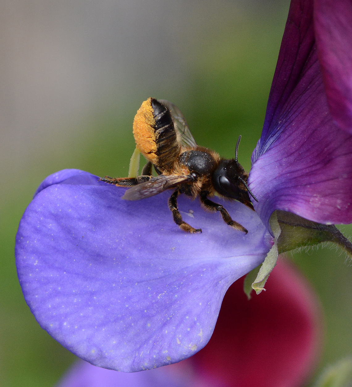 Bee Hotels