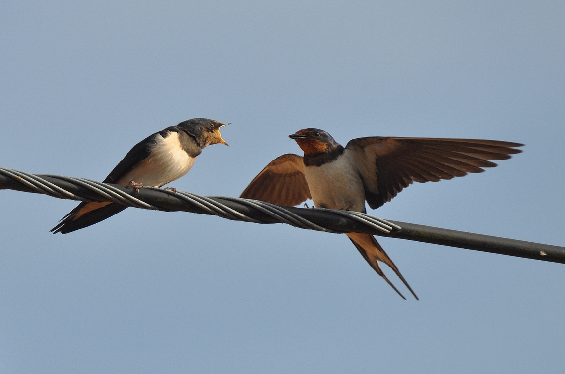 swallows